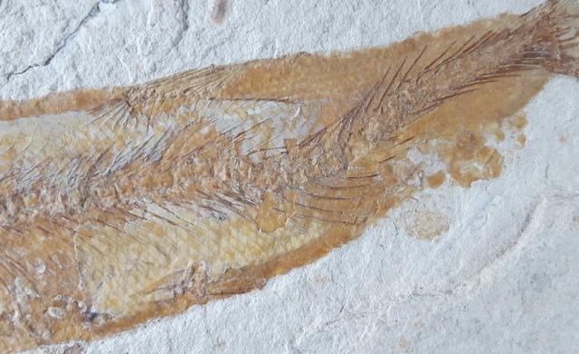 Tharsis dubius (BLAINVILLE 1818) - Bild © FossNet FossilienStore